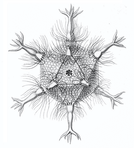 Icosahedral virus capsid — a Platonic solid geometry used by nature to enclose space efficiently